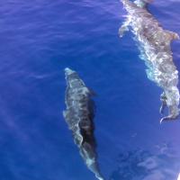 040b-navigazione-zante-cefalonia-delfini-19-agosto