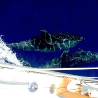 040a-navigazione-zante-cefalonia-delfini-19-agosto