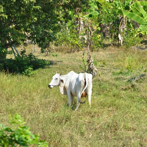 2016-12-29-battambang-2304-animals