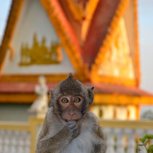 2016-12-29-battambang-2538-animals