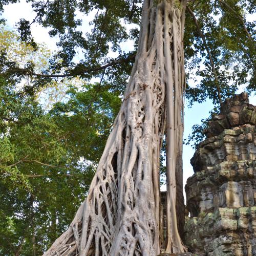 2017-01-01-siem-reap-angkor-3104-monument