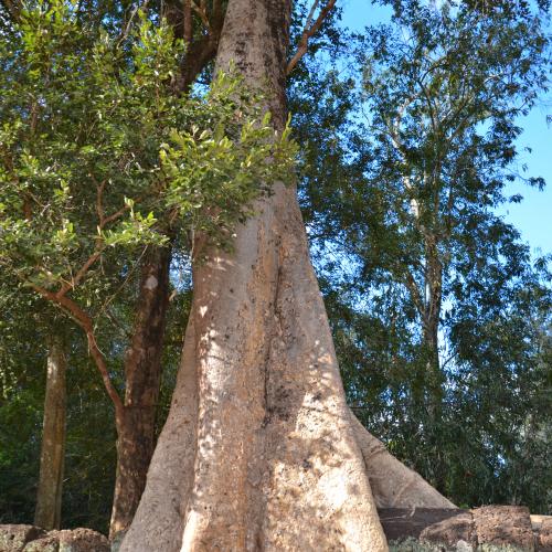2017-01-01-siem-reap-angkor-3086-monument